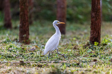 Quiet moment: Egret feeds among the trees