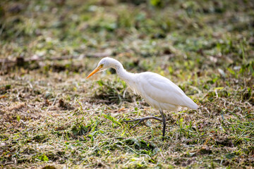 Quiet moment: Egret feeds among the trees
