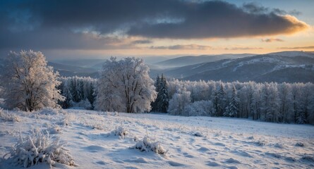 Obraz premium Majestic winter landscape with snow-covered trees and rolling hills under a cloudy sky during a serene December sunset