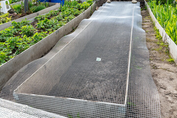 Metal netting against rodents. The mesh protects root crops from mice and moles. Innovative garden design with wire mesh covering to protect plants from rodents.