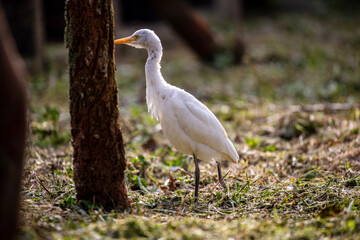 Quiet moment: Egret feeds among the trees