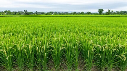 Obraz premium Lush green rice field under a cloudy sky, representing agricultural beauty.