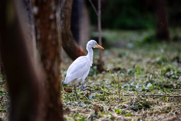 Quiet moment: Egret feeds among the trees