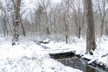 A small unfrozen river in a winter forest