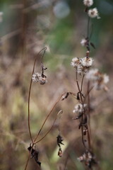 Selective focus on beautiful dry grass with blurred dry plant background.