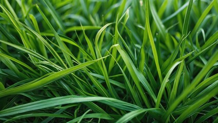 Lush Green Grass Texture Background for Natural Outdoor Aesthetic and Design Use