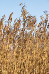 Fototapeta premium Golden Dry Reeds Against Blue Sky in Winter – Tall Wild Grass Field in Nature