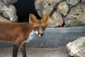 The Wild Fox: A Glimpse of Nature in the Zoo