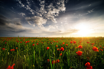 poppy field and blue sky