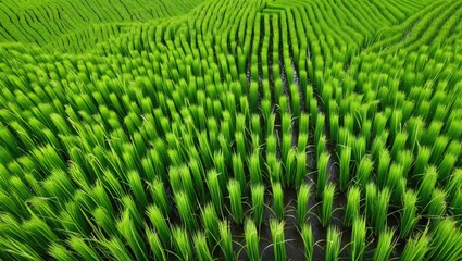 Fototapeta premium Lush green rice field patterns creating a vibrant landscape showcasing agricultural beauty in crop cultivation and sustainable farming practices.