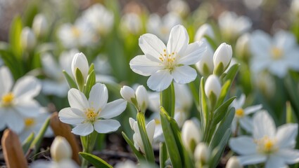 Delicate White Wildflowers Blooming in Springtime Garden Landscape with Soft Green Foliage and Sunlit Background