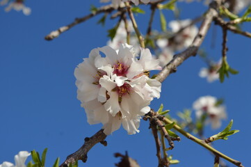 cherry tree blossom