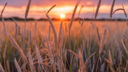 Fototapeta premium Golden Wild Grass and Grain at Sunset with Vibrant Colors and Open Space for Text in a Serene Nature Setting