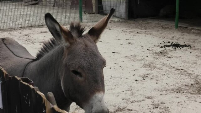 donkey's head, donkey goes out of frame