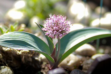 flower in the garden