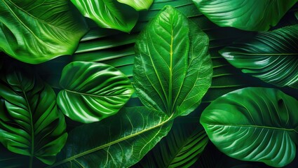 Closeup of lush tropical green leaf textures for nature background, ideal for text overlay and design projects featuring flora.