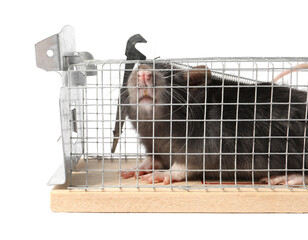 Obraz premium Rat in mouse trap cage on white background
