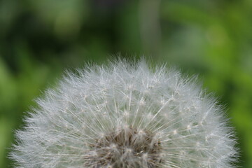 タンポポの綿毛