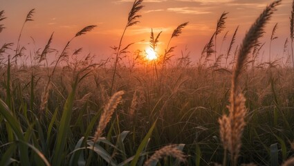Fototapeta premium Sunset Over Tall Grass Field with Soft Lighting and Generous Copy Space for Your Text Placement