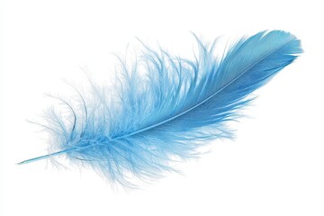 Obraz premium Soft Blue Feather Isolated on White Background for Design Projects