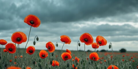 Obraz premium Vibrant Red Poppies Blooming In A Field Under A Dramatic Cloudy Sky With Space For Text Overlay