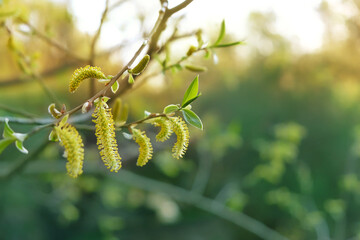 Fototapeta premium Blossom pussy willow tree branches outdoor, abstract natural background. Beautiful yellow willow buds close up. Spring season concept. copy space