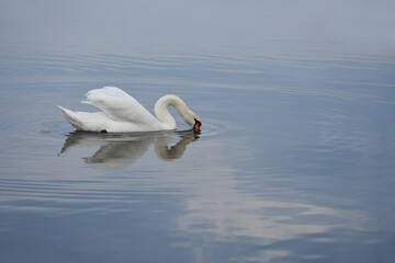 Swan diving in the blue calm water