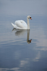 White swan on the beautiful blue calm clear water