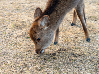 草を食べる奈良公園の子鹿