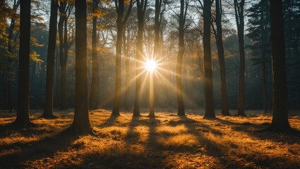 Sunlight streaming through trees creating a beautiful forest scene with rays of light and warm autumn colors in nature.