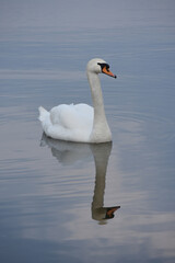 A single swan in the clear water