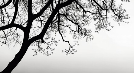 Tree branch silhouette against a minimalist white background creating a striking contrast and emphasizing natural elements in design.