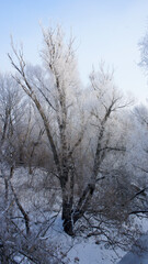 Frosty tree with white branches in winter landscape under bright sky about river