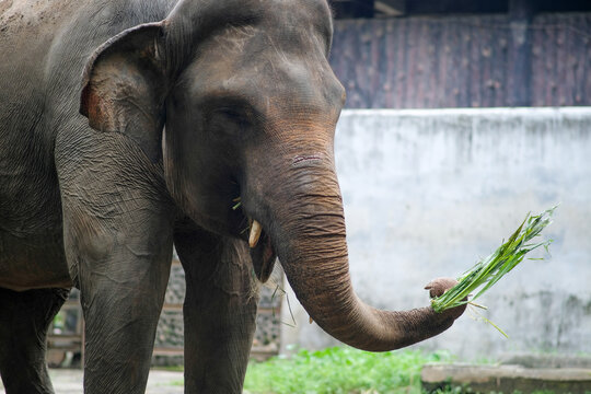A close-up shot of a Sumatran elephant in a zoo, holding bamboo with its trunk. The elephant appears calm as it chews on the bamboo, displaying its large ears and textured skin. - Powered by Adobe