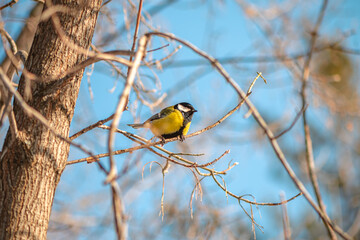 Naklejka premium Great tit with vibrant yellow and black plumage perching on a slender, bare branch of a tree, set against a clear blue sky on a bright, sunny winter day
