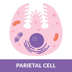 parietal cell Design vector illustration