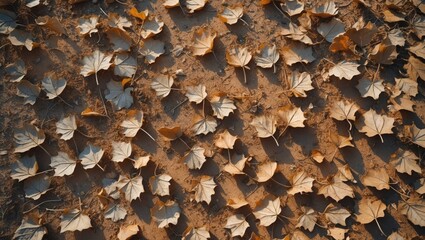 Aerial view of dry ground adorned with scattered autumn leaves showcasing natural textures and earthy tones. Perfect for seasonal themes.