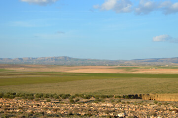 Fototapeta premium landscape with a field