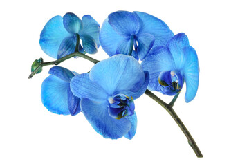 Beautiful blue orchid flowers isolated on white