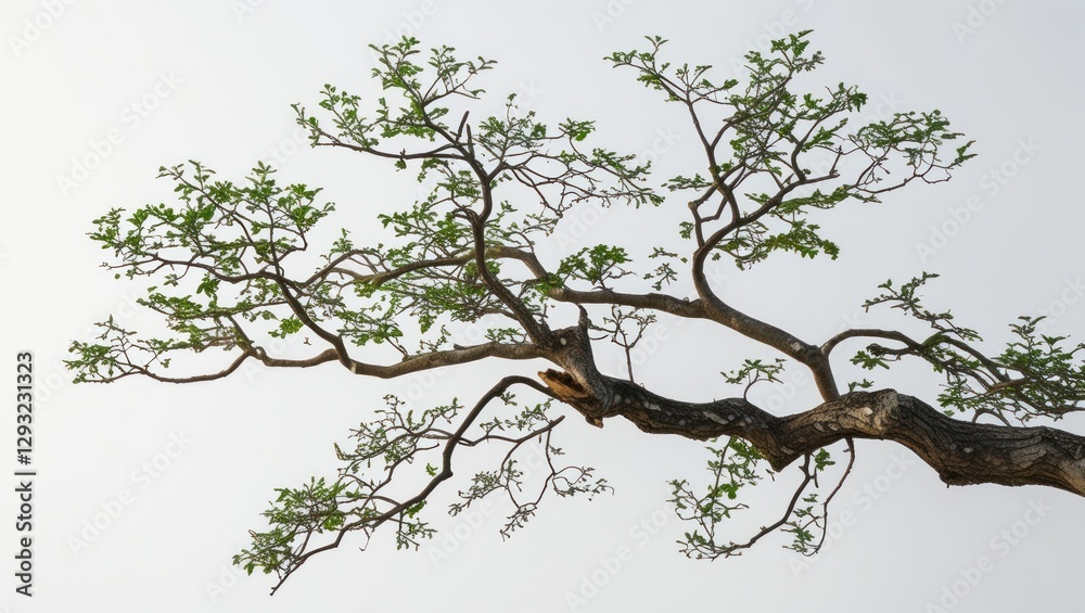Wall mural delicate tree branches with green leaves against a clean white background conveying a sense of natur
