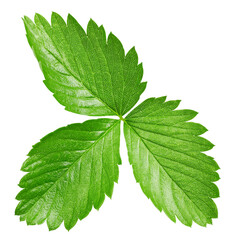 Strawberry leaf isolated on white Clipping Path