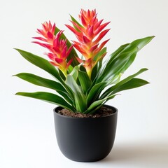 Vibrant Bromeliad in Potted Plant