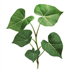 Fototapeta premium Heart-shaped leaves on branch, isolated on white