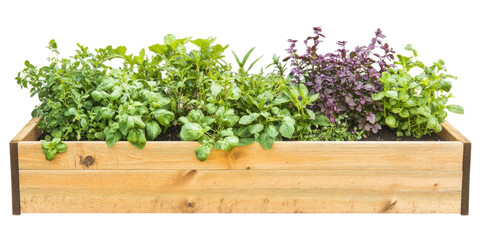 Fototapeta premium garden vegetable bed