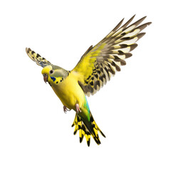 domestic parrot isolated on white