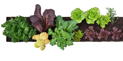 garden vegetable bed