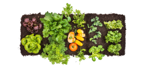 garden vegetable bed