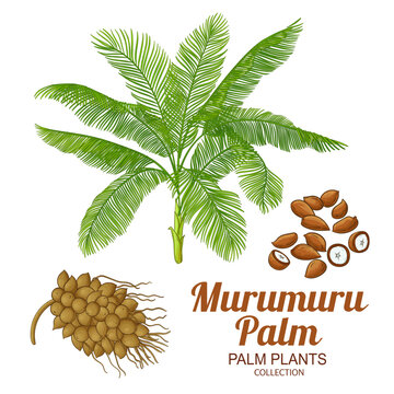 Murumuru Palm with Nuts and Leaves Colored Detailed Illustration. Essential oil ingredient for cosmetics, aromatherapy, health care, alternative medicine. Vector isolated for design or decoration.