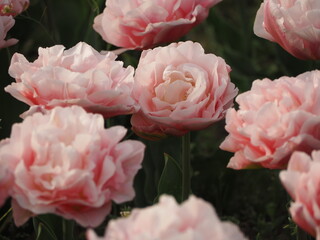 八重咲きのチューリップ　ドリーマー