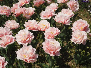 八重咲きのチューリップ　ドリーマー